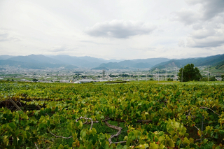 katsunuma_20120909_036.jpg