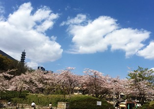 会社横の公園の桜.jpg