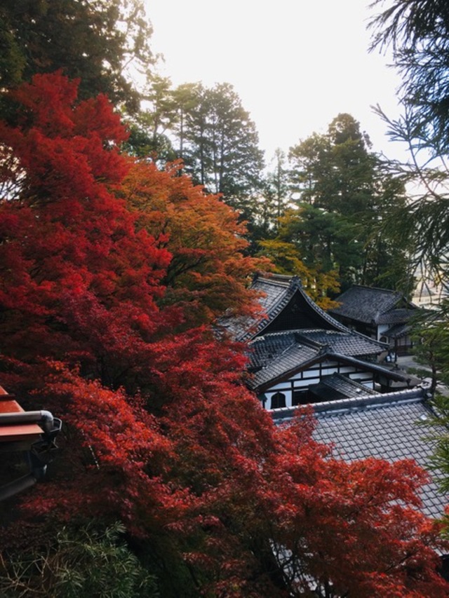 特集 紅葉狩りはいつに 東海3県の 人気紅葉スポットの見ごろ まとめ 既に十分な色づきのところも