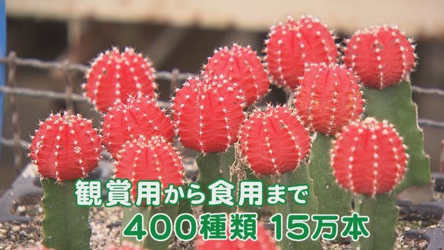 特集 駅前にもナンバーにもサボテン 愛知 春日井市はなぜサボテンの街なのか