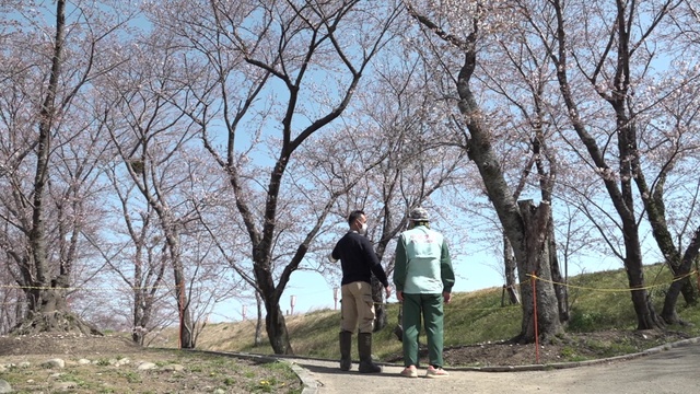 特集 街の誇りを守りたい 桜の名所 宮川堤 多くの樹で寿命近づく 老木再生へプロジェクトメンバーの奮闘