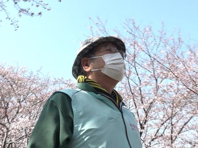 特集 街の誇りを守りたい 桜の名所 宮川堤 多くの樹で寿命近づく 老木再生へプロジェクトメンバーの奮闘