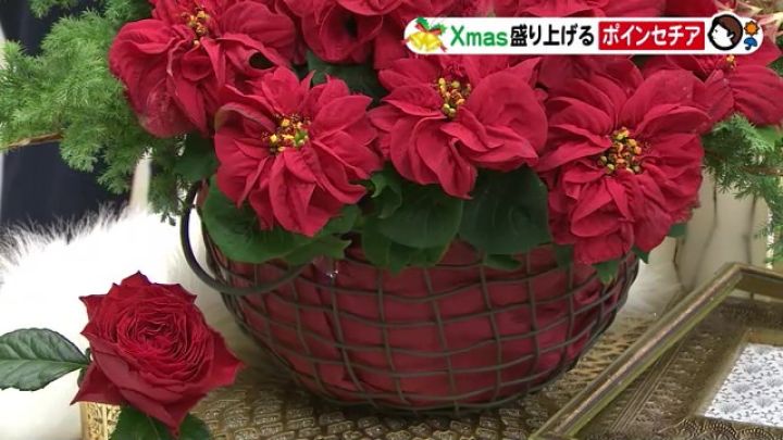 意外と寒さに弱い クリスマスの時季に飾りたい ポインセチア 部屋で育てる場合の 適切な室温 は 東海テレビnews