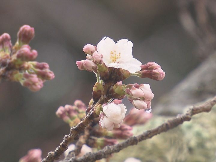 雨の中の発表に 三重県で桜が開花 津市偕楽公園の標本木に5輪以上の花が咲いているのを確認 東海テレビnews