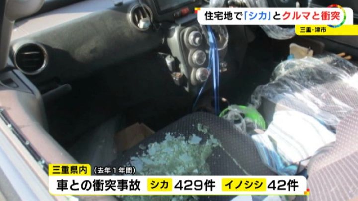 修理費用は約70万円 住宅街でワゴン車と 鹿 が衝突 ガラスが爆発したみたいな感じ 座席には破片が散乱 東海テレビnews