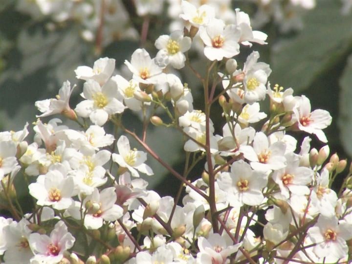 サクラに似た形の純白の花…『アブラギリ』の花が見ごろ迎える 三重・紀北町の公園周辺に10数本が群生 | 東海テレビNEWS