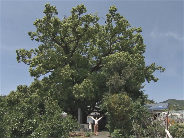 樹齢約1000年のクスノキ…国の天然記念物『清田の大クス』かつて