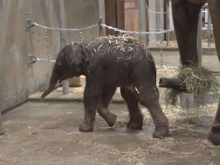 体長130cm・体重130kg…名古屋・東山動植物園でアジアゾウの赤ちゃんが誕生 同園では9年ぶり2回目 | 東海テレビNEWS