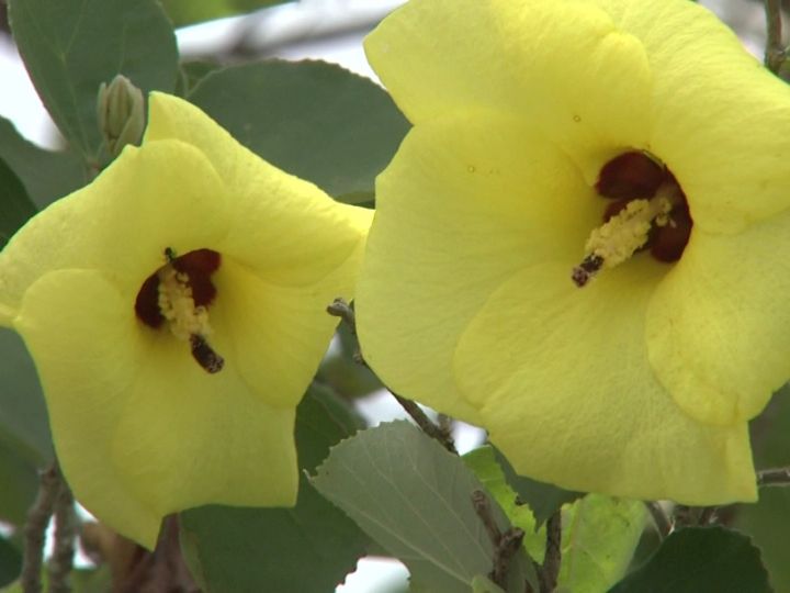 朝に開花して夜には萎む 一日花 夏の訪れ告げる ハマボウ の花が見頃迎える 三重県が絶滅危惧種に指定 東海テレビnews