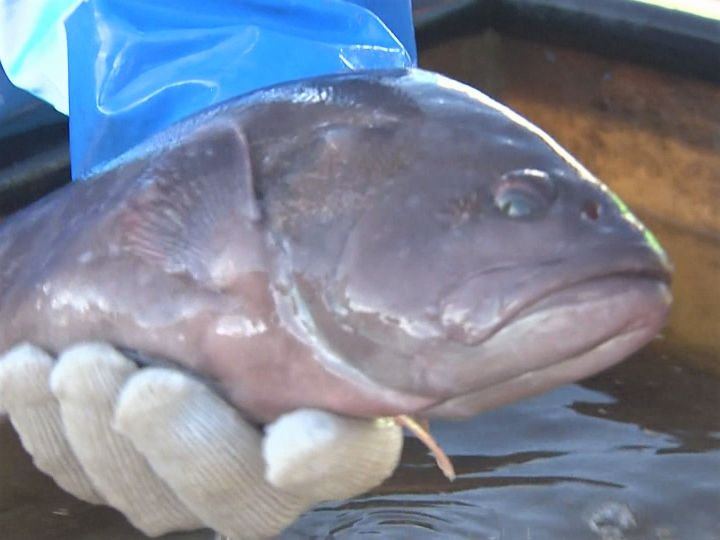 長期保証２月４日 地元でとれたて養殖マハタ１本 ７、７キロ 魚介