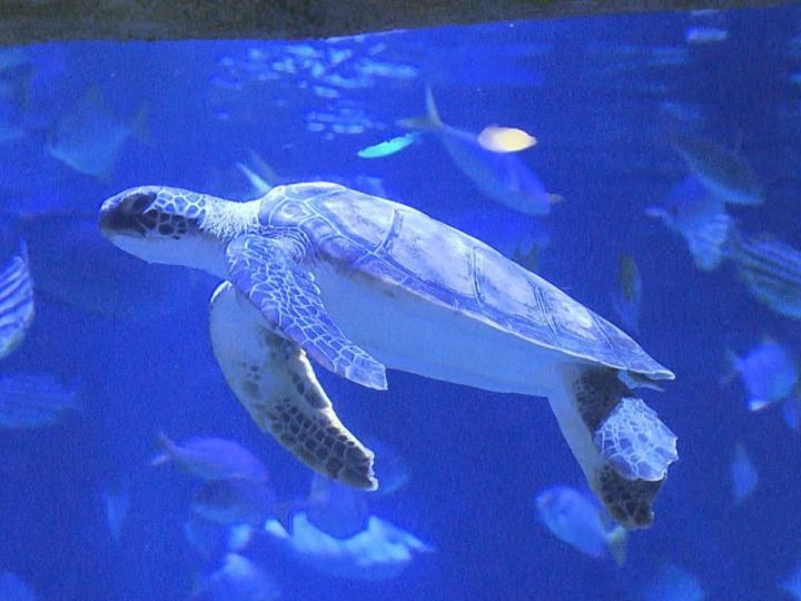 レゴランドに併設の水族館『シーライフ名古屋』保護したウミガメ2頭は