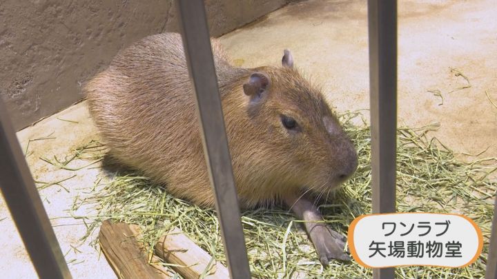 安い パルコ 名古屋 ペット