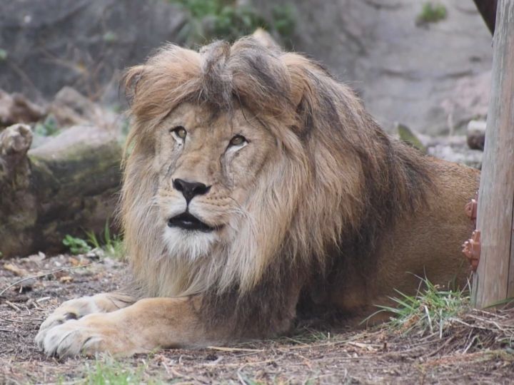 まだ11歳…名古屋・東山動物園のライオン「ソラ」死ぬ 死因は心不全で