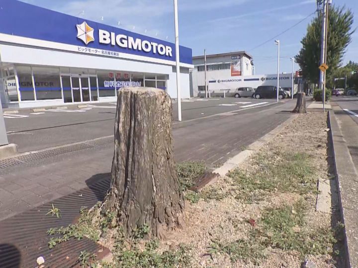 店の前だけ街路樹が枯れ切り株に…『ビッグモーター』名古屋名東店前の現場を市が確認 土壌調査も検討 | 東海テレビNEWS