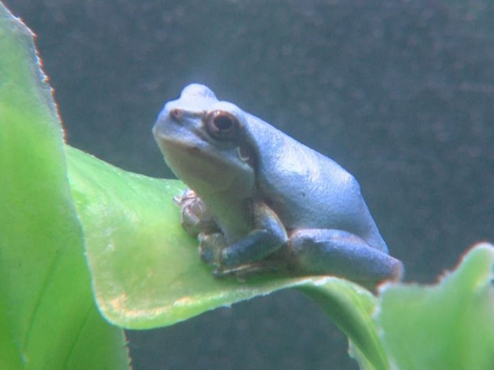 青アマガエル 色変個体 アザンティック水色アマガエル - 両生類