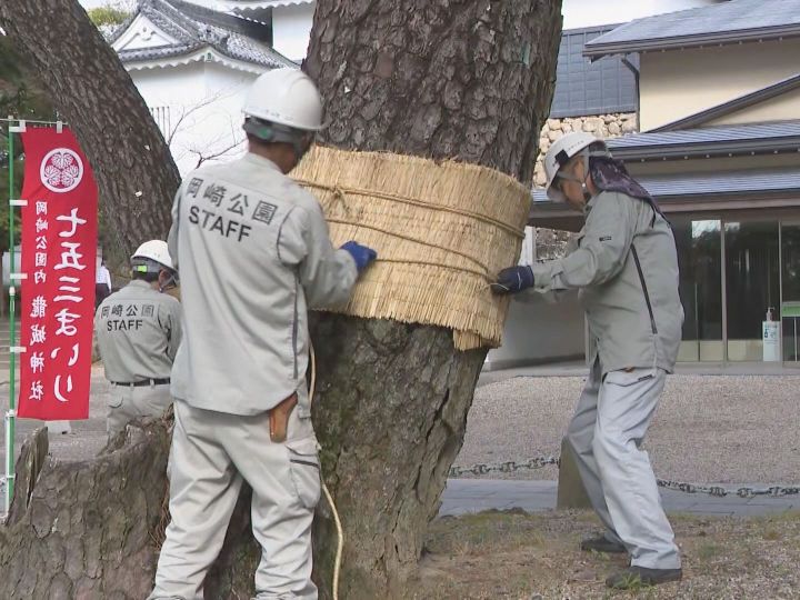 藁におびき寄せ一網打尽に…岡崎公園で松の害虫を駆除するための『こも巻き』128本に巻き付けられる | 東海テレビNEWS