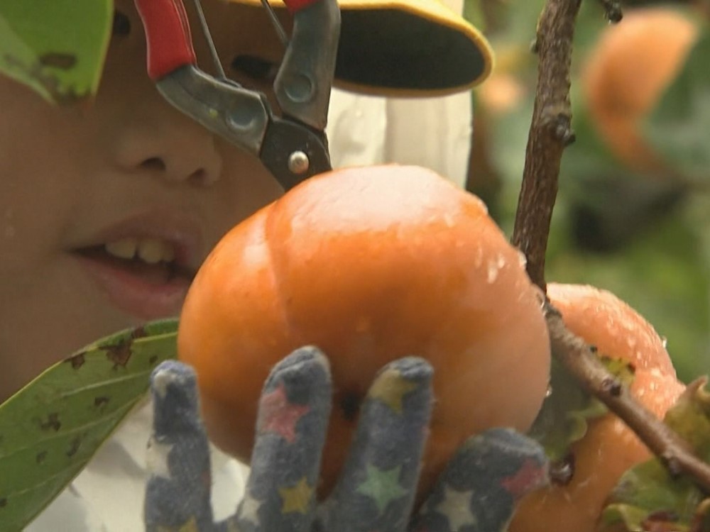 特産 次郎柿 の収穫を地元の小学生が体験 お母さんに干し柿作ってあげたい 愛知 豊橋市 東海テレビnews