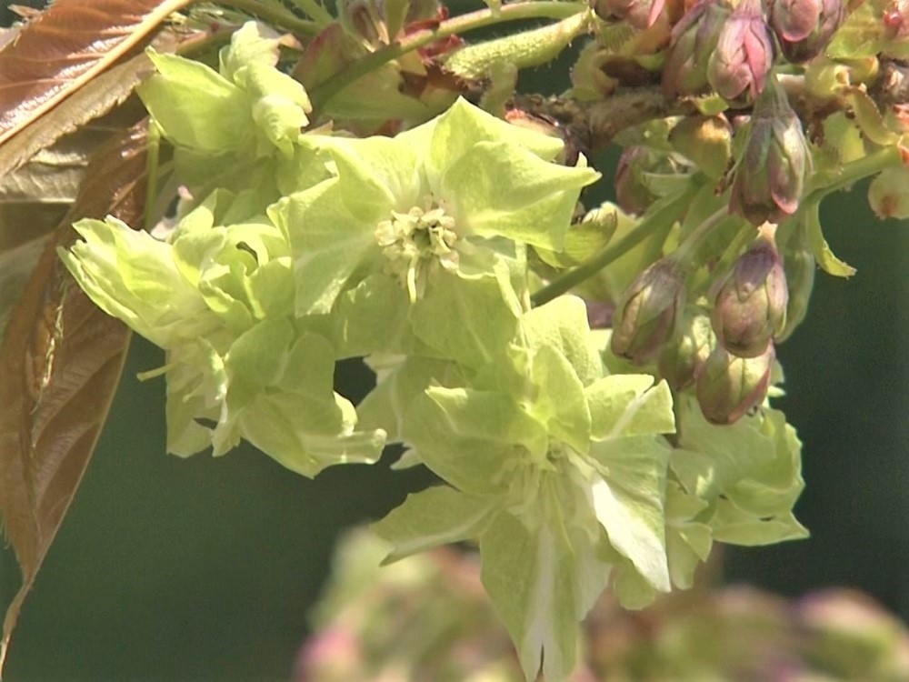 淡い緑色の花 御衣黄桜 が満開に 花の中心部が筋状に赤へ変化 三重