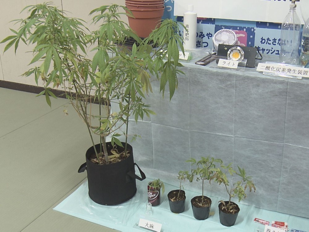 B 自宅のベランダで大麻草栽培か 豊田合成の社員を逮捕 室内から種や鉢など押収 営利目的の可能性も 東海テレビnews