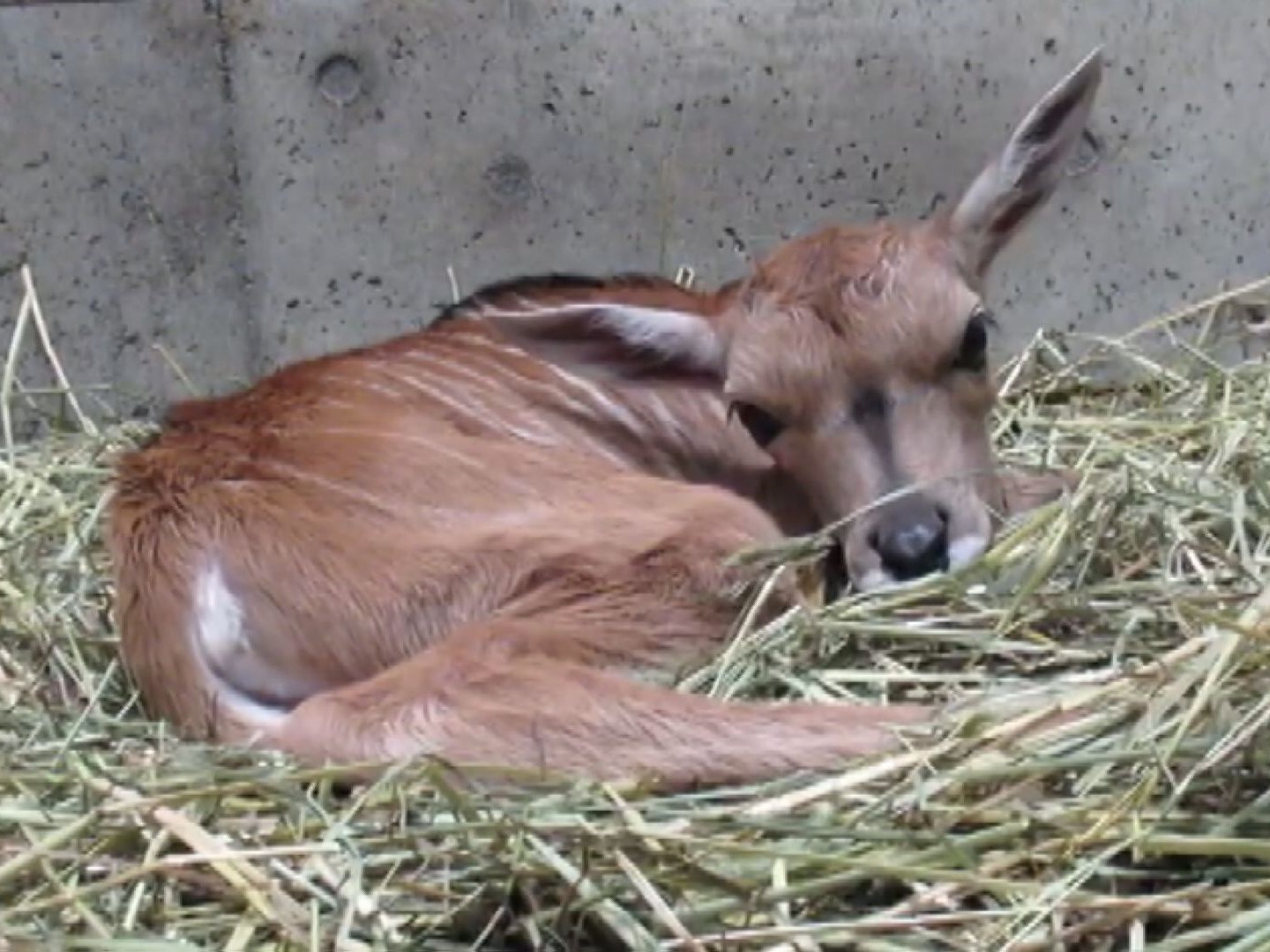 シカのように見えてもウシの仲間 アフリカに生息するエランドの赤ちゃん生まれる 愛知 のんほいパーク 東海テレビnews