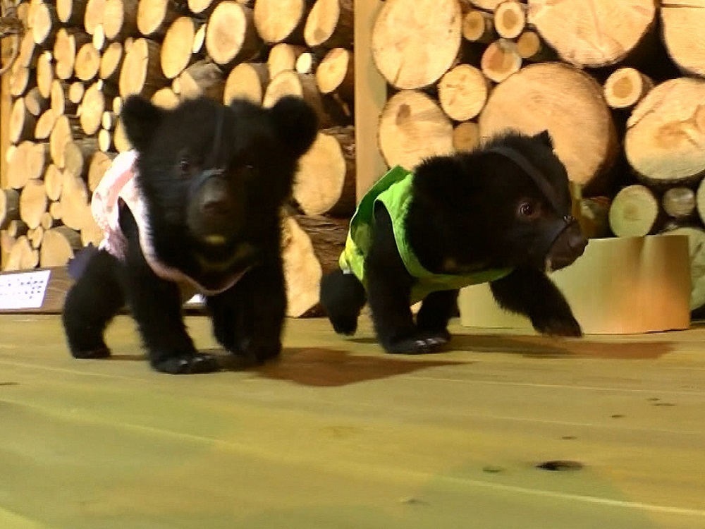 双子のクマの赤ちゃん こむぎ こなつ の一般公開始まる 岐阜 高山市 奥飛騨クマ牧場 東海テレビnews