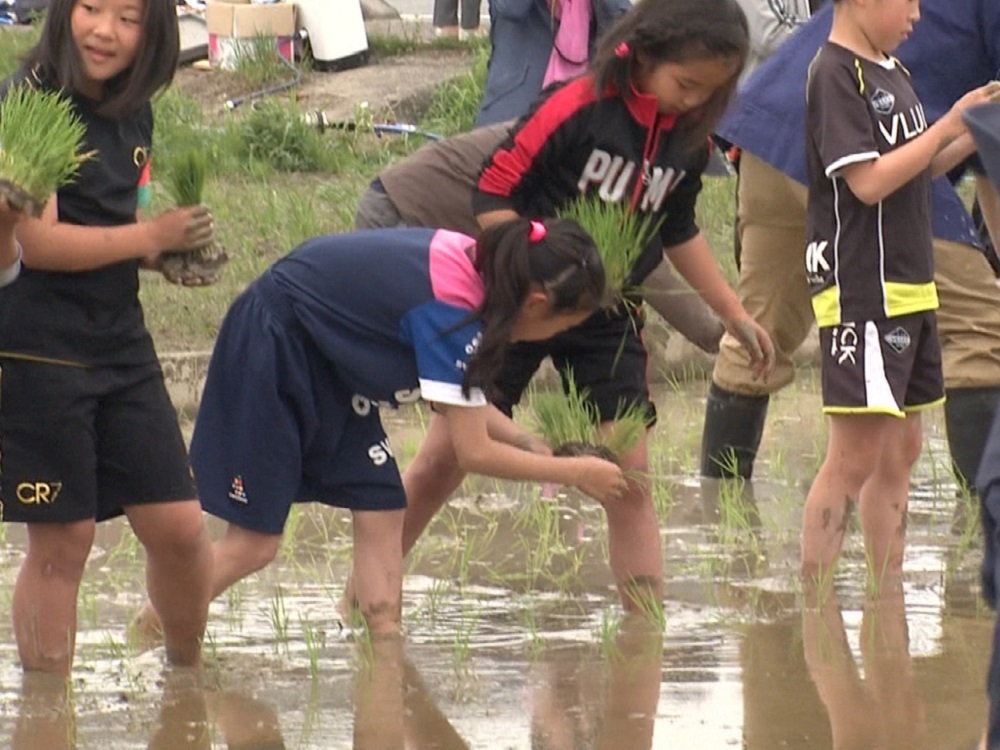 伊勢神宮の 神嘗祭 で奉納する稲の田植え 160人の子供達が手作業で 三重 伊勢市 東海テレビnews