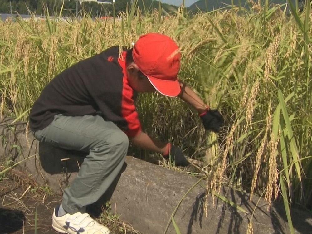 田植えして育てた稲を 小学生が鎌を使って稲刈り体験 地元農家で精米し秋の文化祭で販売予定 東海テレビnews