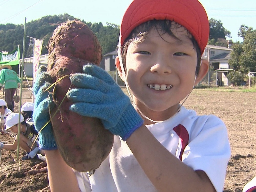 顔ほどの大きさも 小学生や園児らが地域のお年寄りとサツマイモ掘り 愛知 岡崎市 東海テレビnews