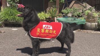 じゃがいも大使☆～災害救助犬への奮闘記～